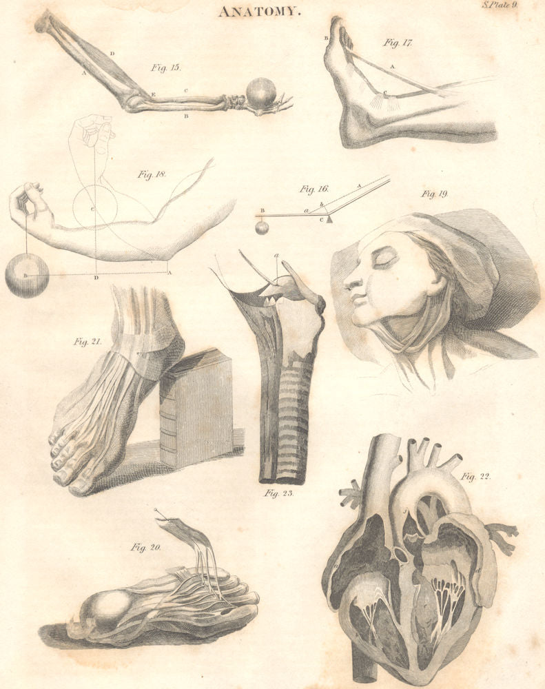 BIOLOGY. Anatomy. Feet hert arms levers. (Oxford Encyclopaedia) 1830 old print
